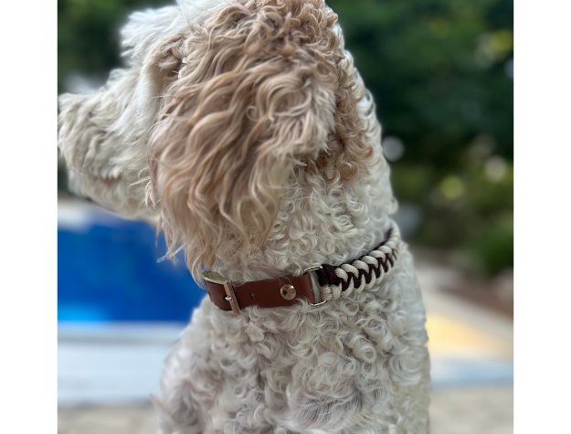Fishtail Hand Braided Dog Collar in Burgundy & Cream