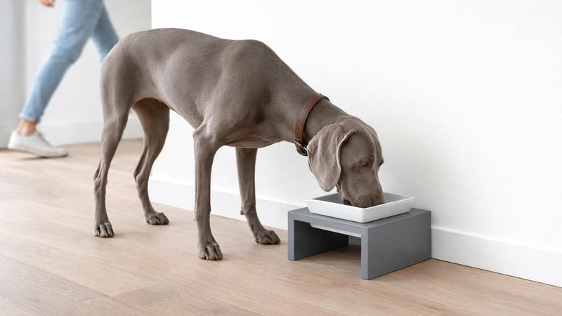 Bowsers Moderno Single Wood Dog Bowl Feeder - Elevated Designer Pet Dining