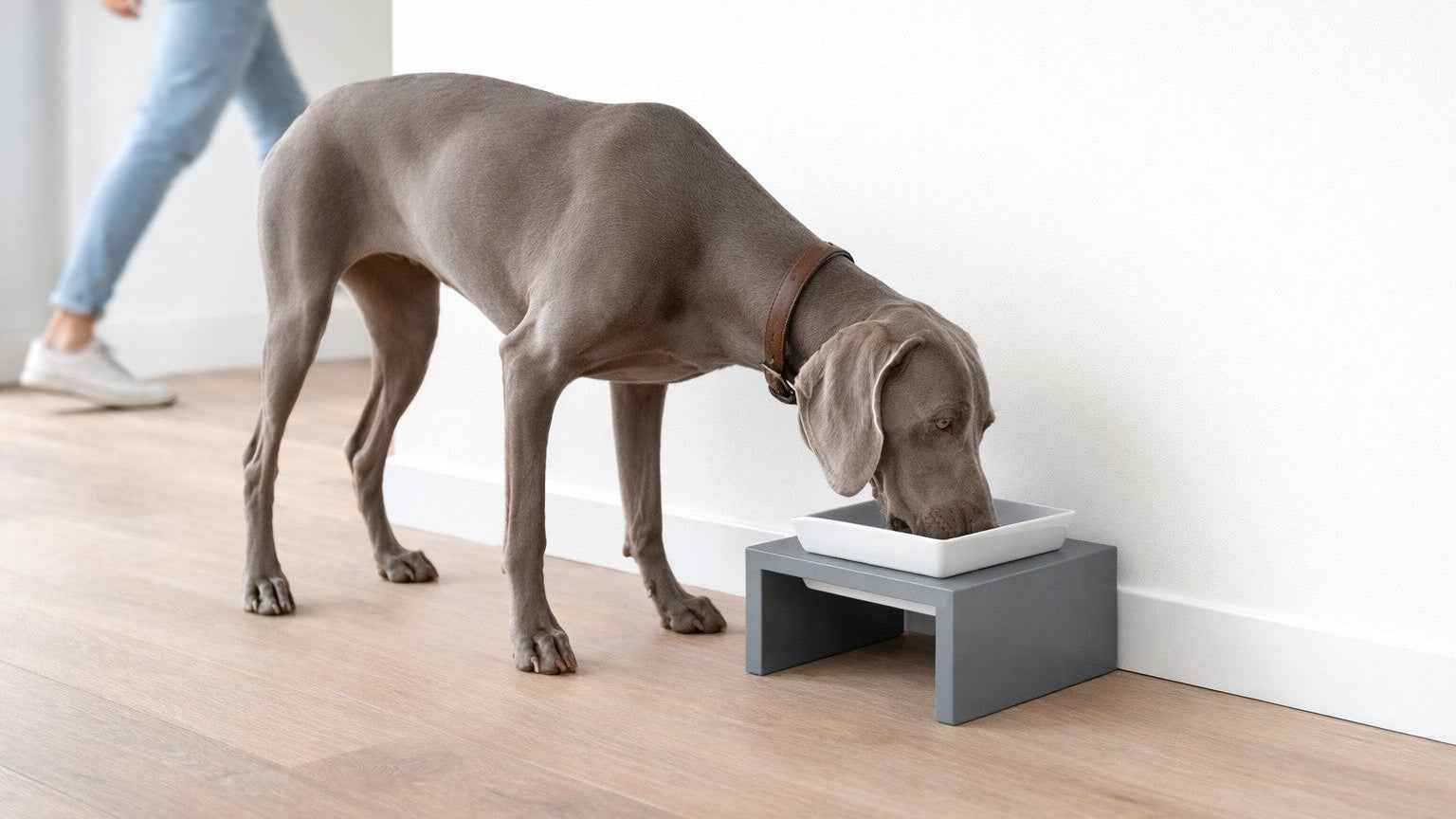 Bowsers Moderno Single Wood Dog Bowl Feeder - Elevated Designer Pet Dining