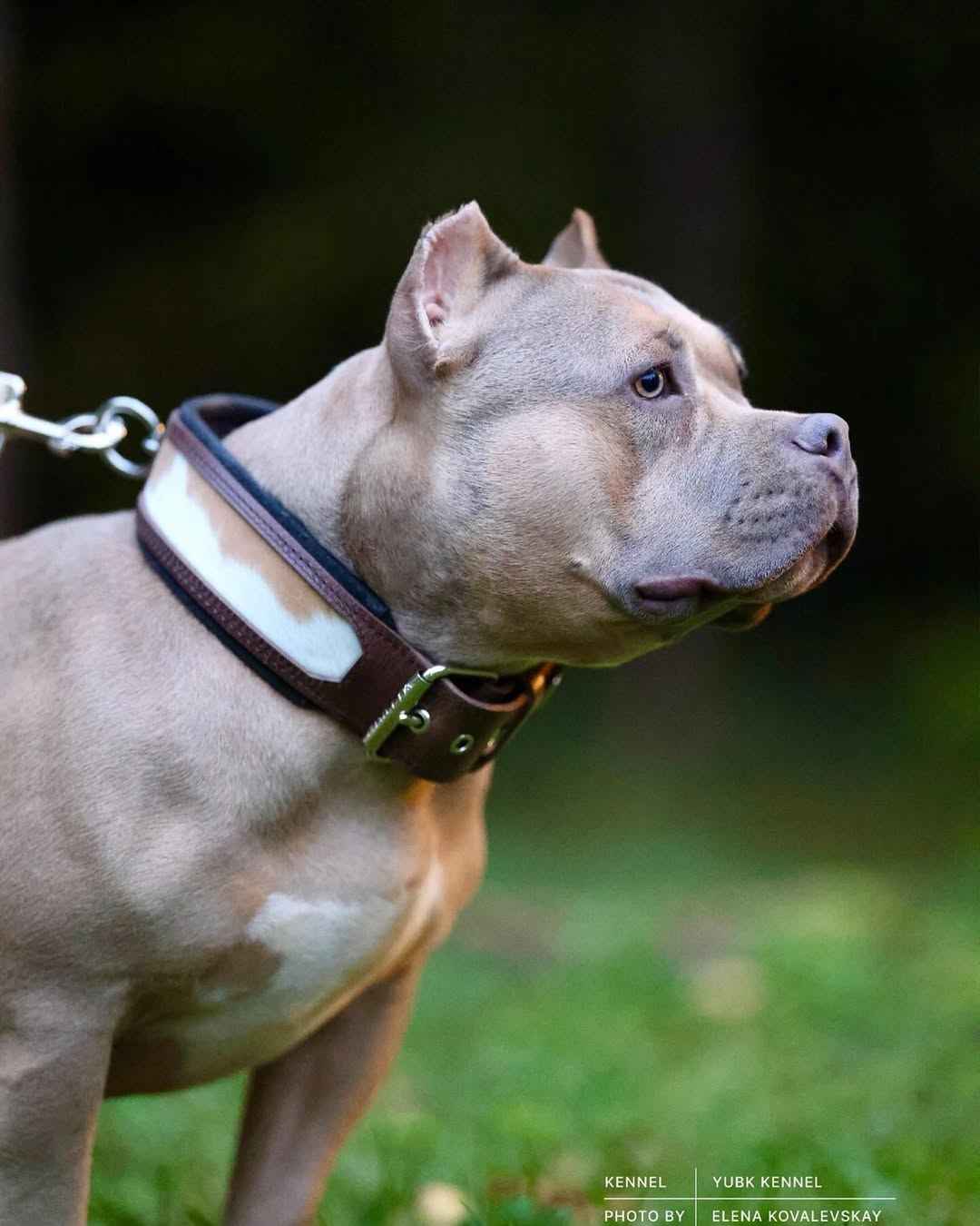 Bestia Buffalo Leather Dog Collar