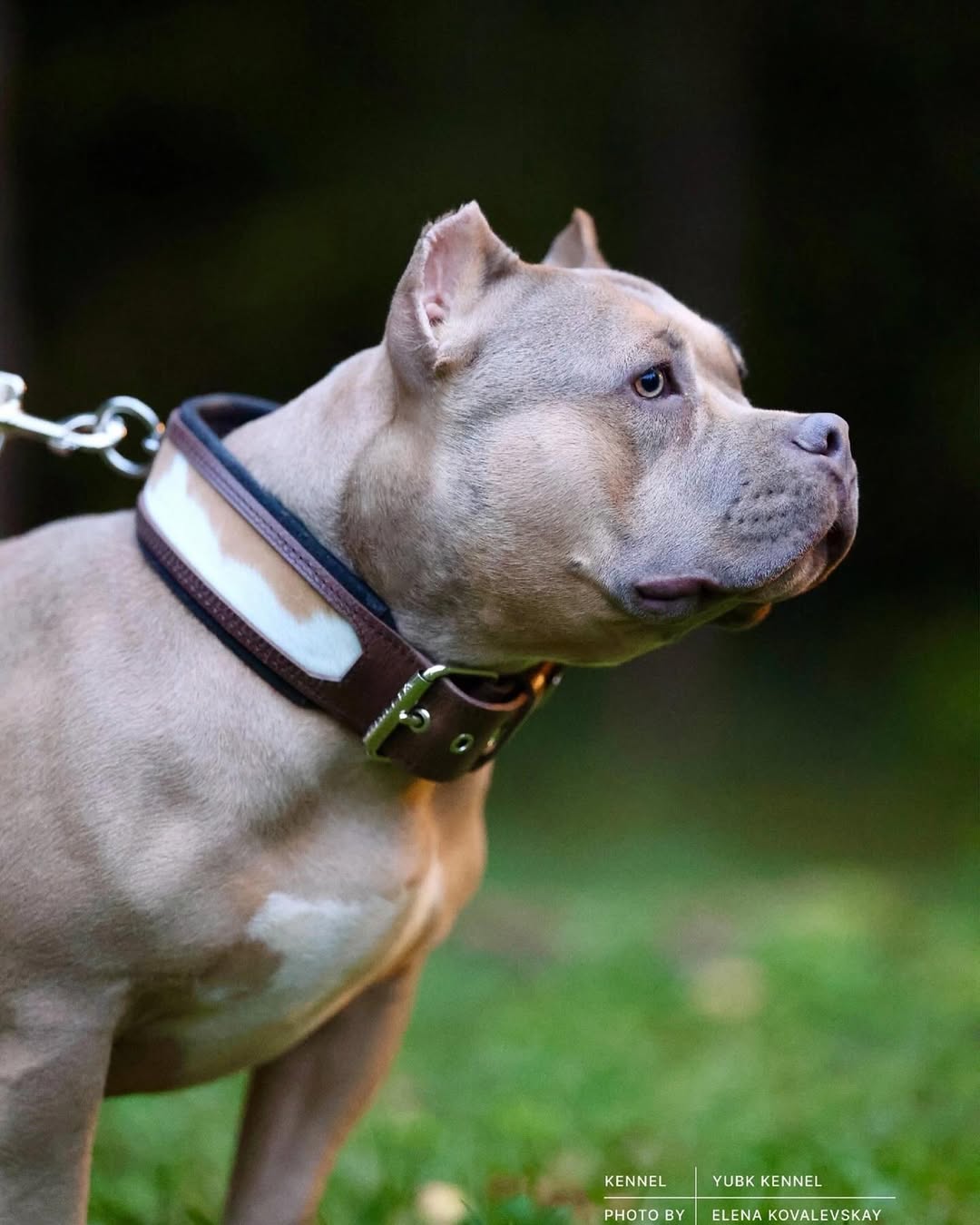 Bestia Dog Gear Genuine Leather Dog Collar 