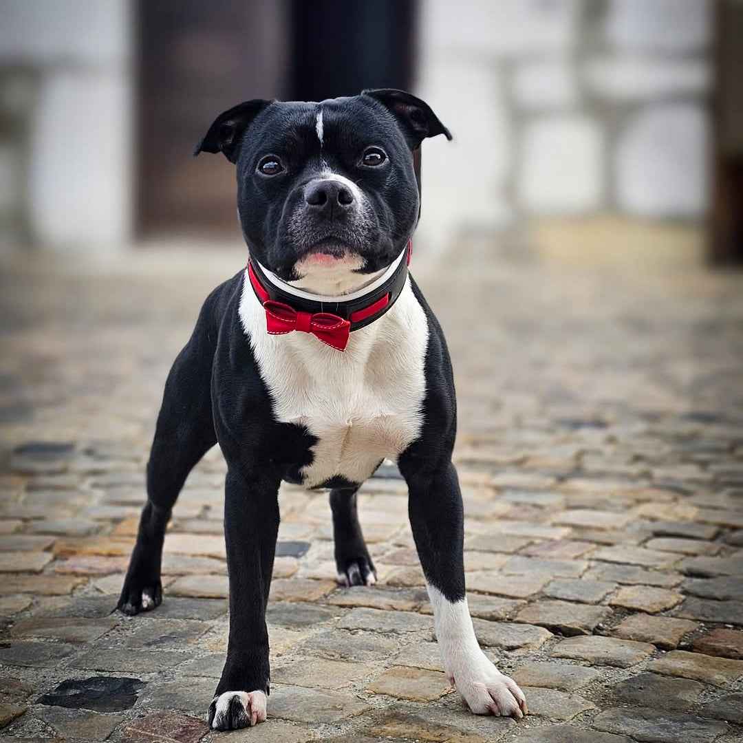 Bestia Bowtie Black Leather Dog Collar