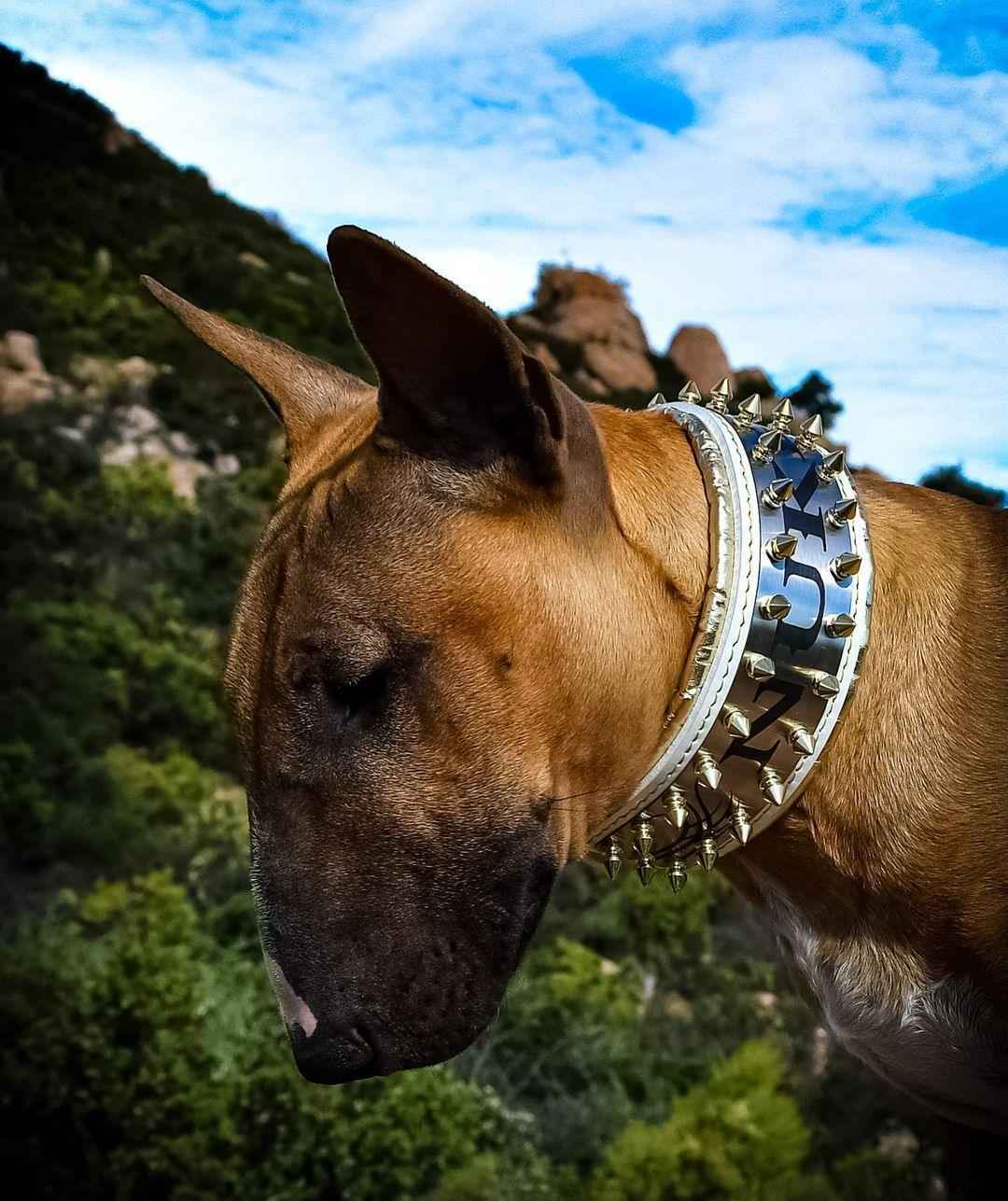 Bestia Metal White & Gold Personalized Leather Dog Collar