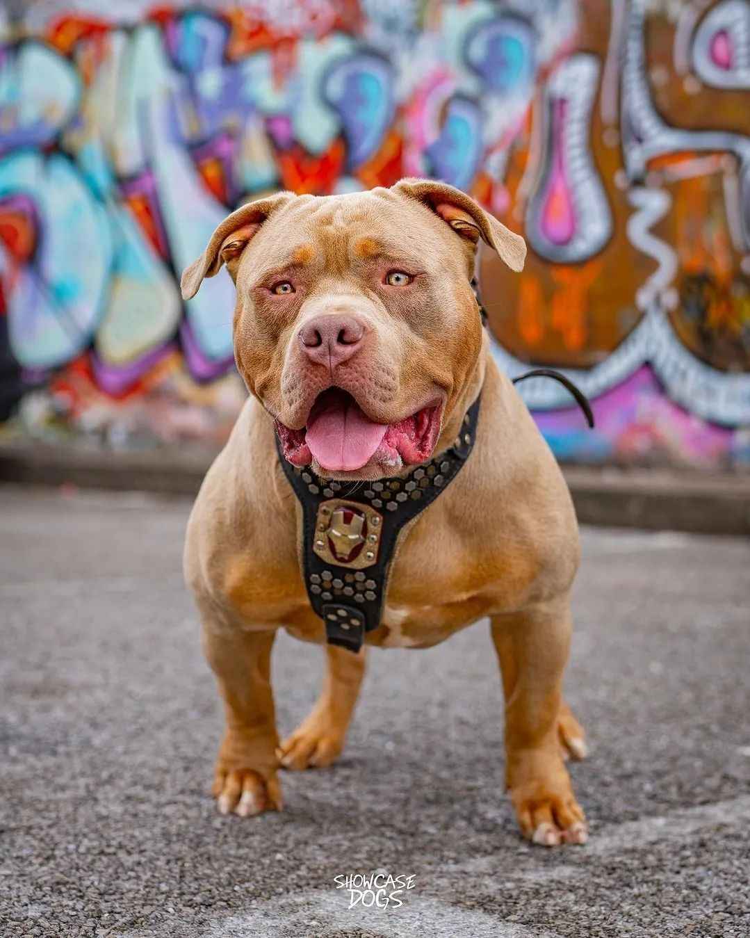 Bestia Irondog Leather Dog Harness