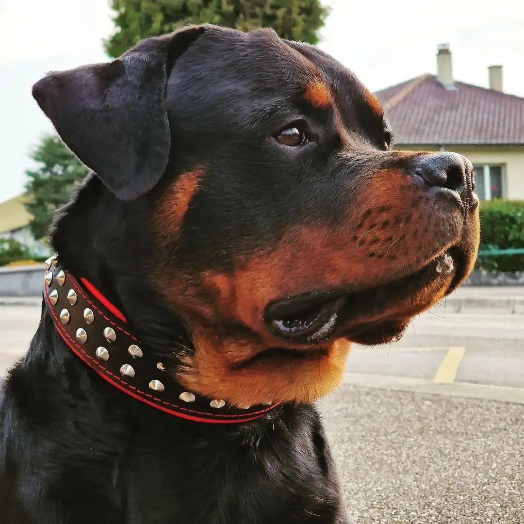 Bestia Boston Leather Dog Collar