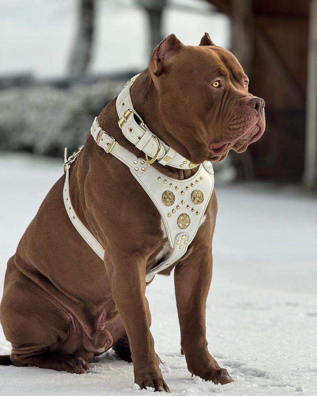 Bestia Dog Gear Genuine Leather Dog Collar - White 