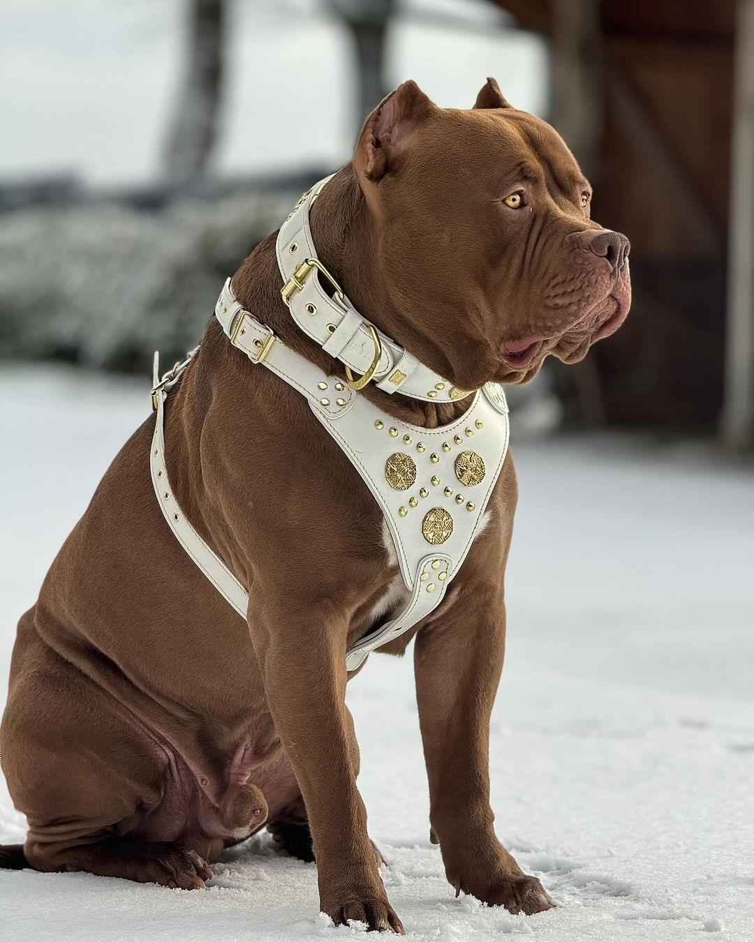 Bestia Maximus White Leather Dog Harness