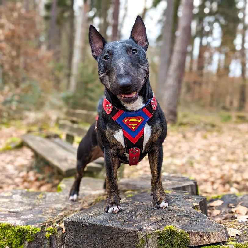 Bestia Superdog Leather Medium Dog Harness