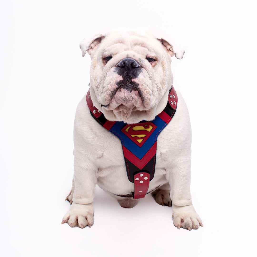 Bestia Superdog Leather Medium Dog Harness