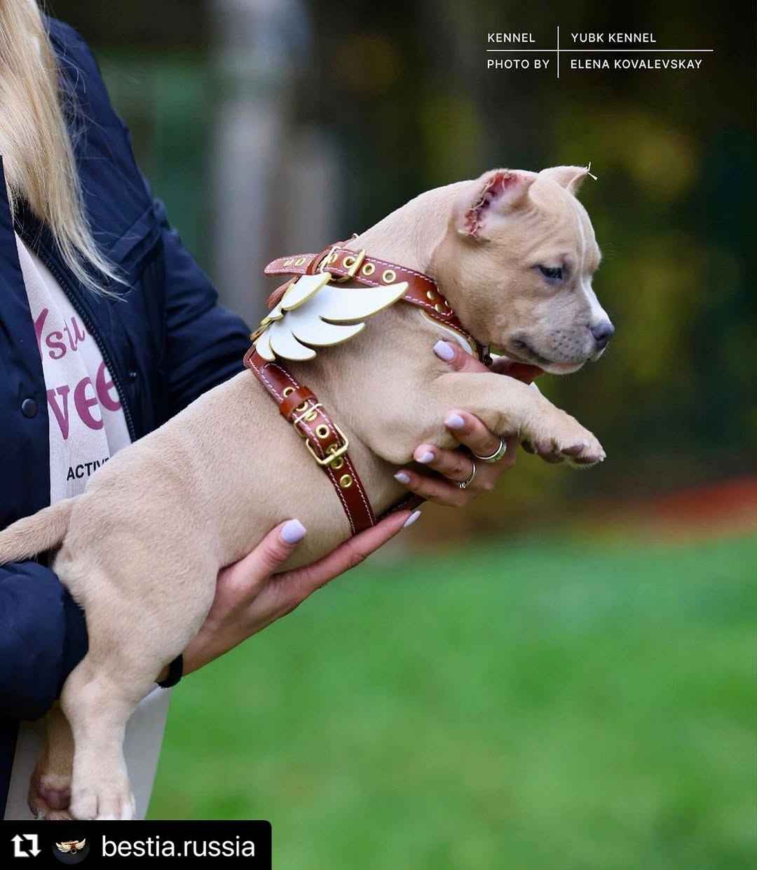 Bestia Hermes Leather Small to Medium Dog Harness