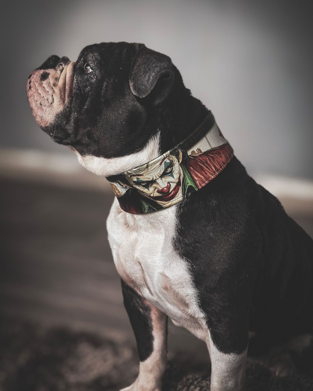 Bestia Joker Limited Edition Leather Dog Collar