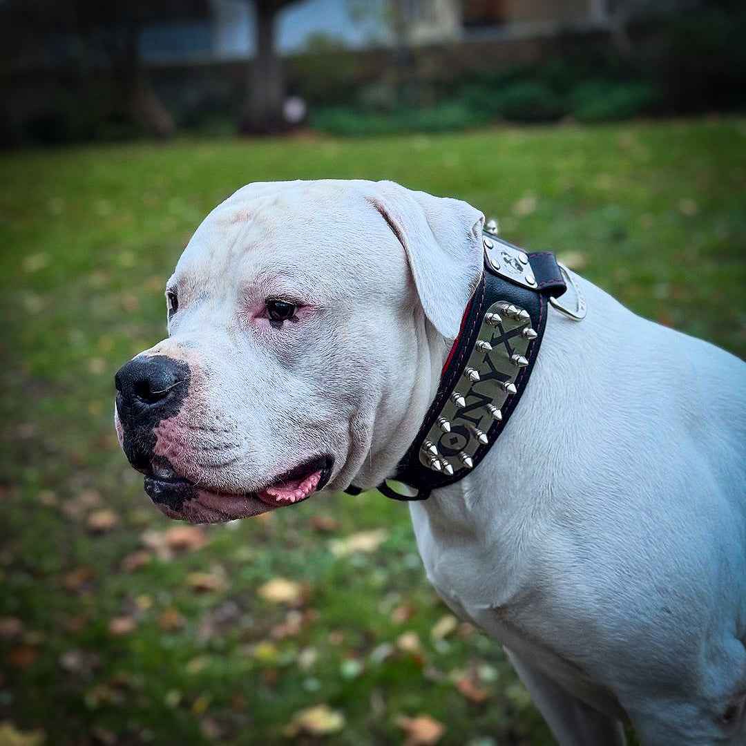 Bestia Kennel Personalized Leather Dog Collar