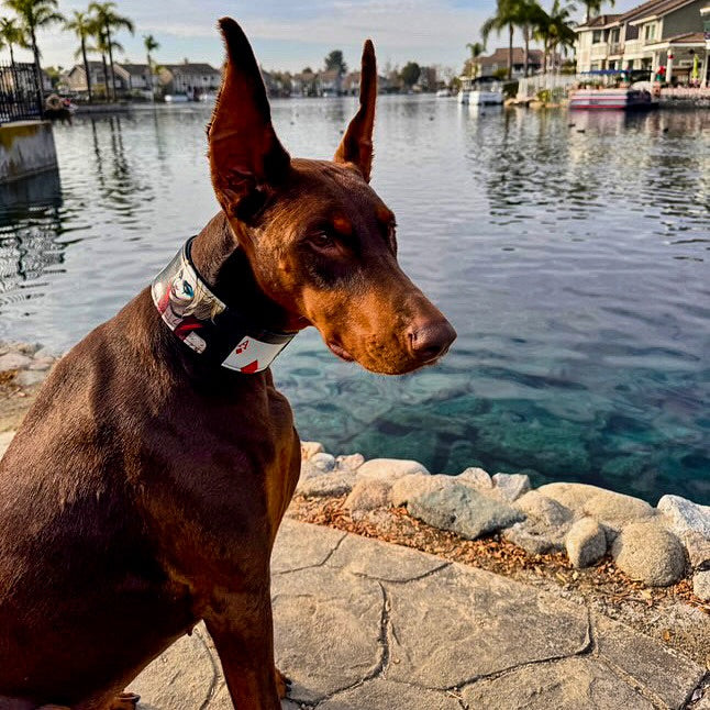 Bestia Harley Limited Edition Leather Dog Collar