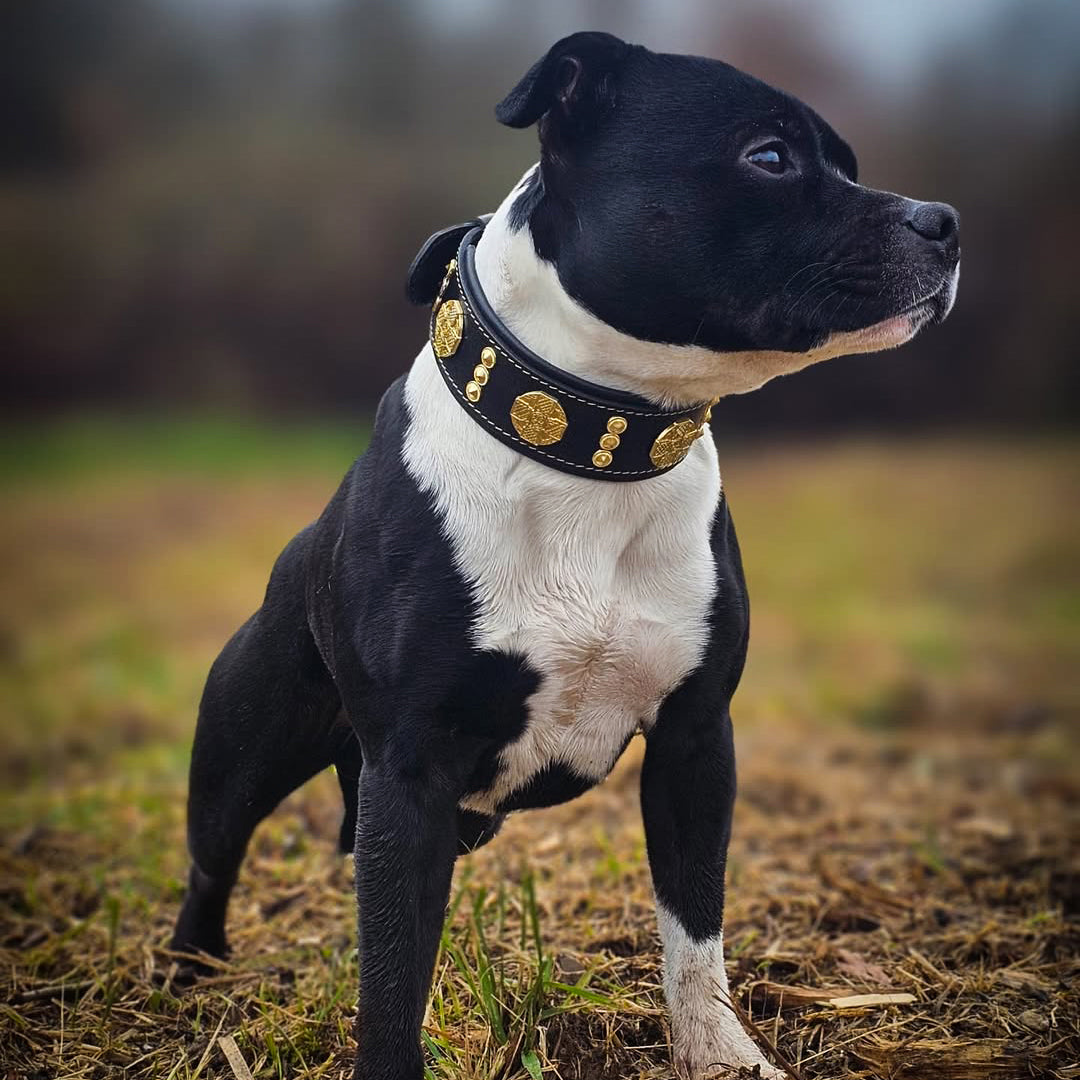 Bestia Maximus 2-Inch Wide Gold Decoration Leather Dog Collar