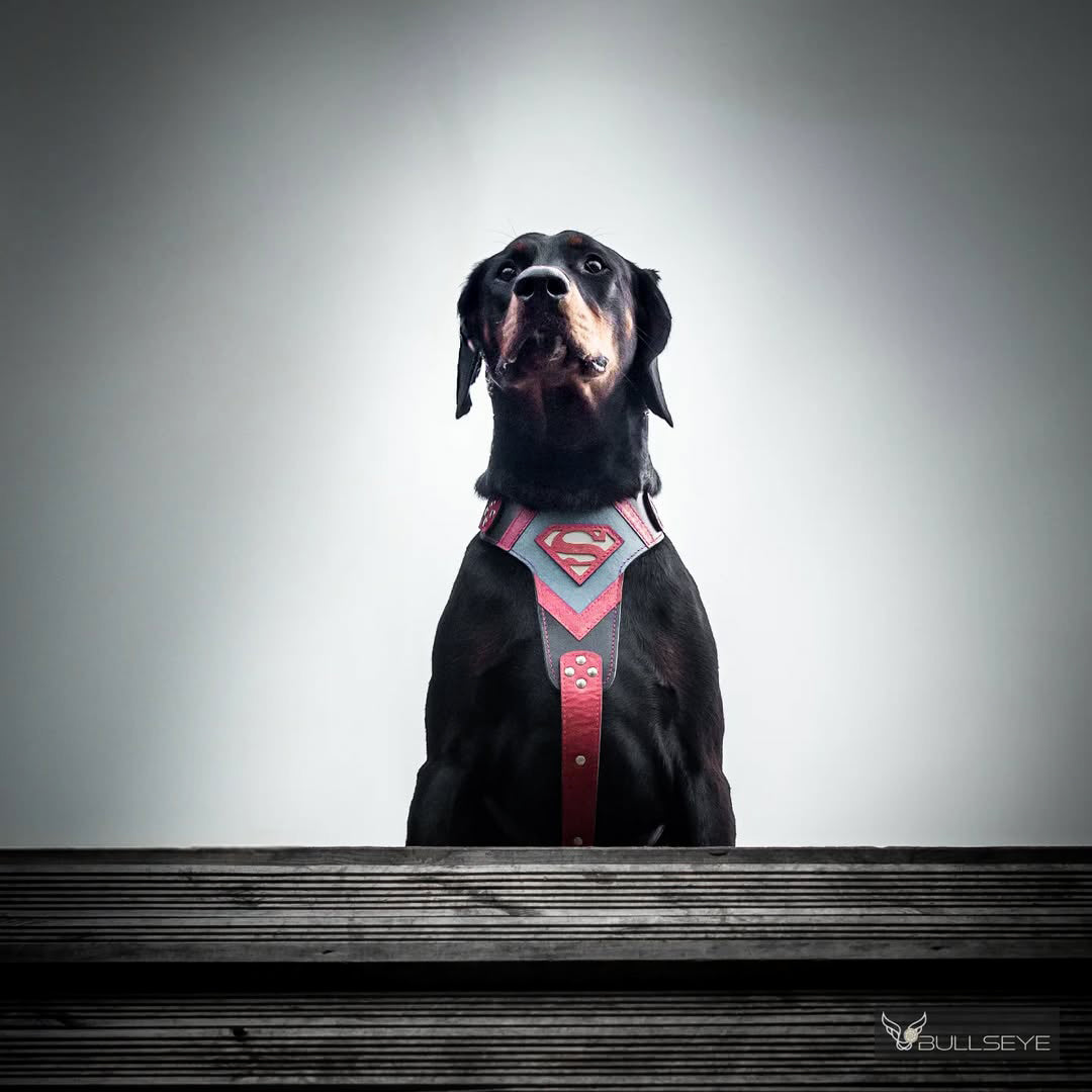 Bestia Dog Gear Genuine Leather Dog Harness - M 