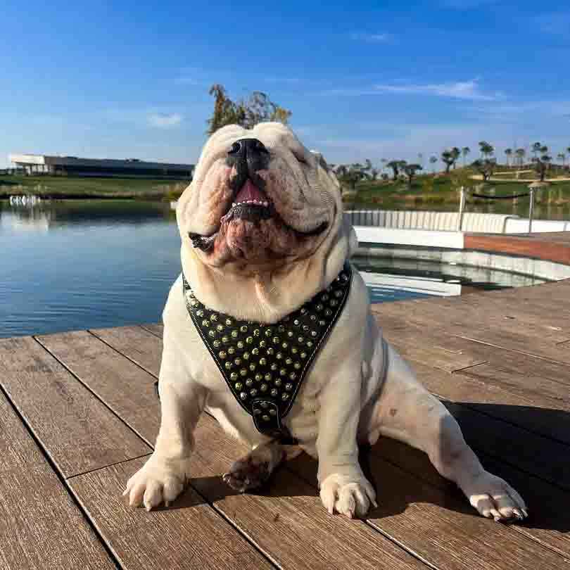 Bestia Gladiator Gold/Silver Leather Dog Harness