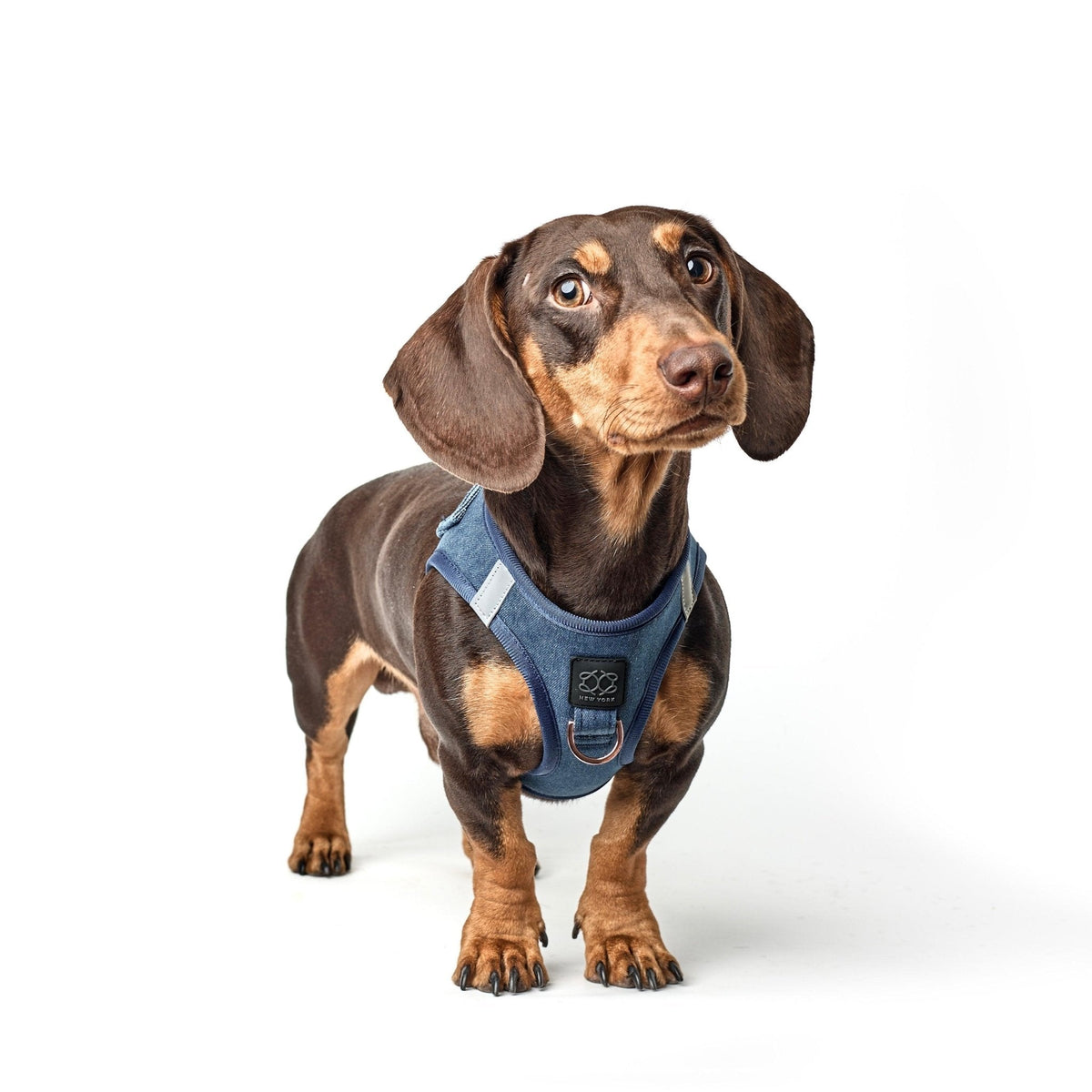 DOGISTRY SoHo Dog Harness - Denim