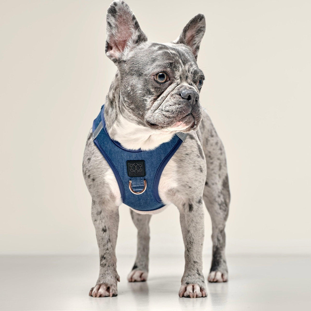 DOGISTRY SoHo Dog Harness - Denim