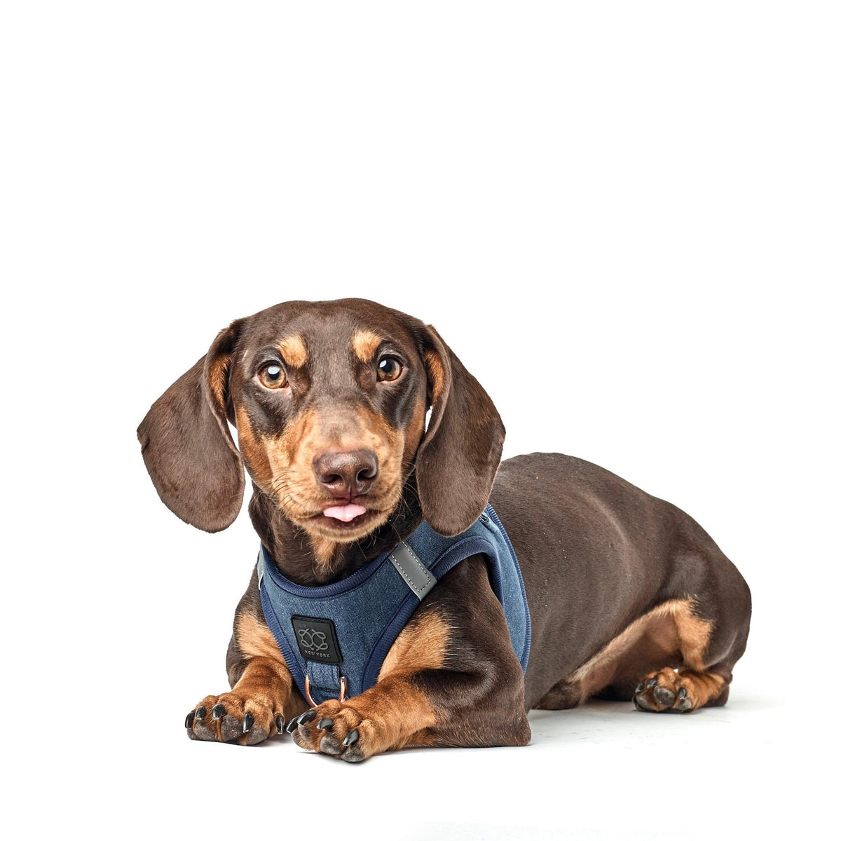 DOGISTRY SoHo Dog Harness - Denim