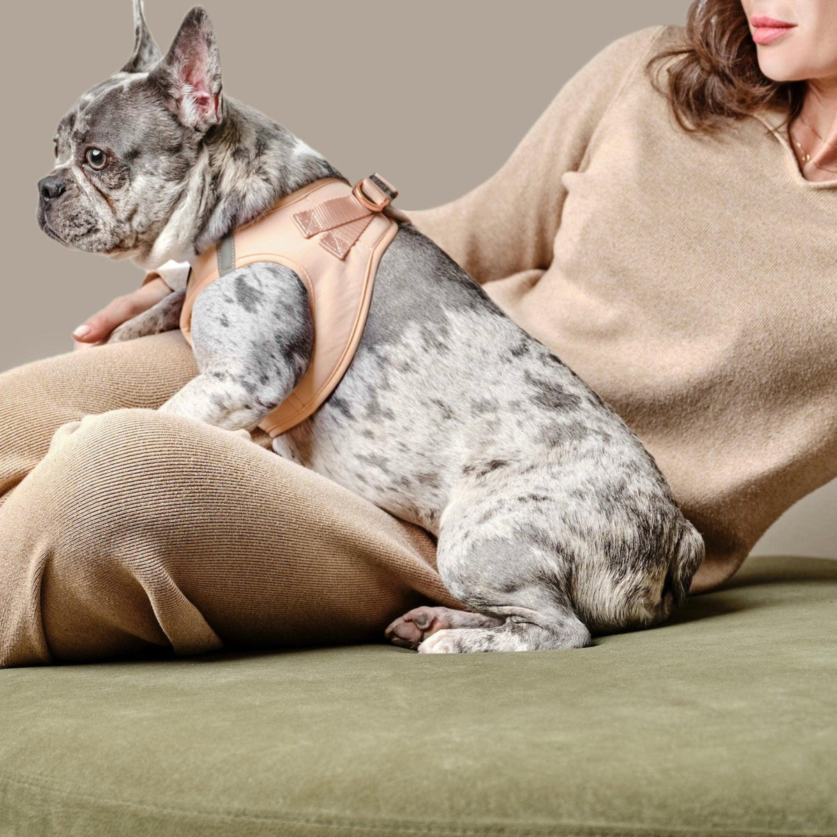 DOGISTRY SoHo Dog Harness - Dune