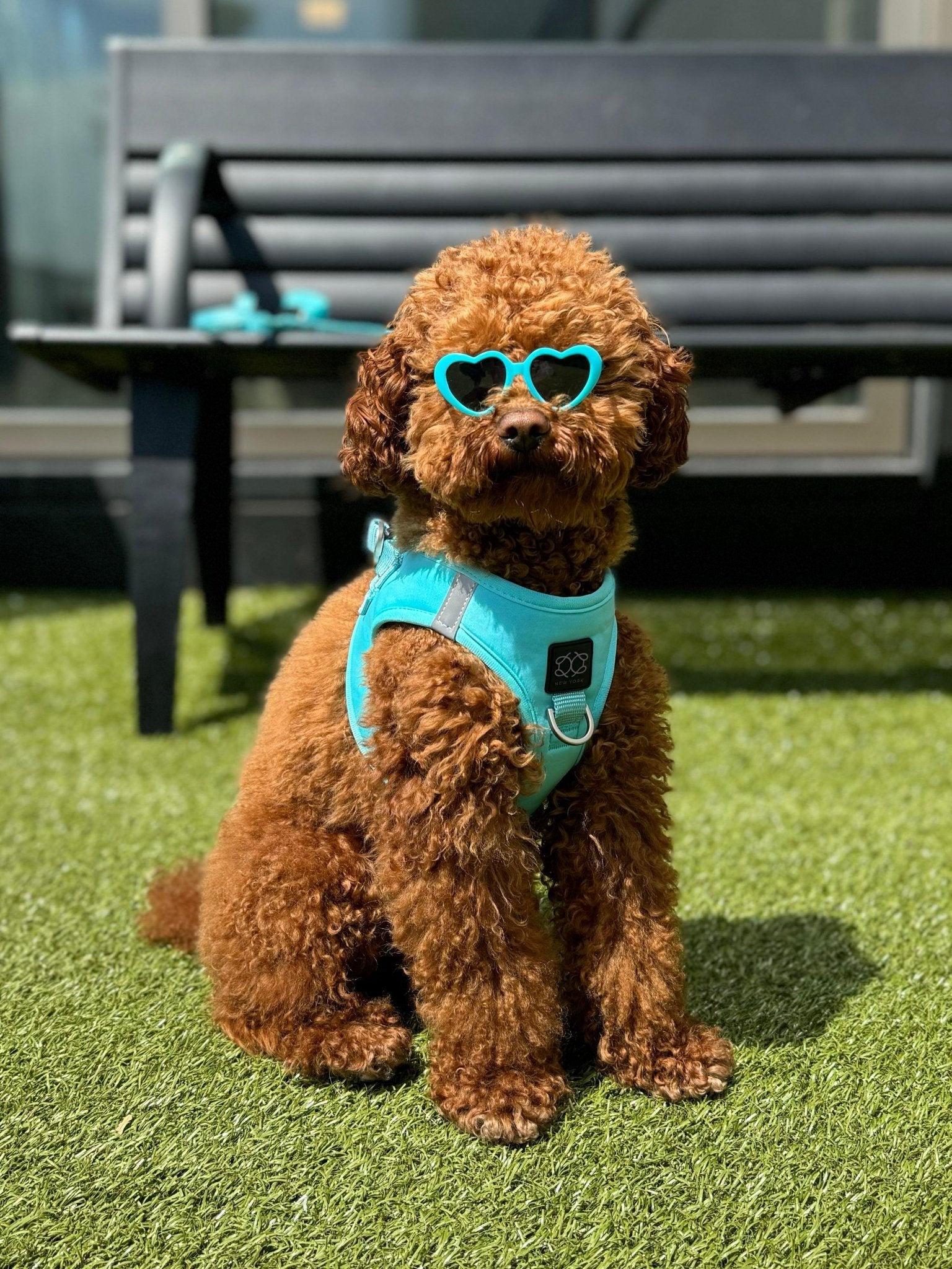 SoHo Dog Harness - Fifth Ave Blue