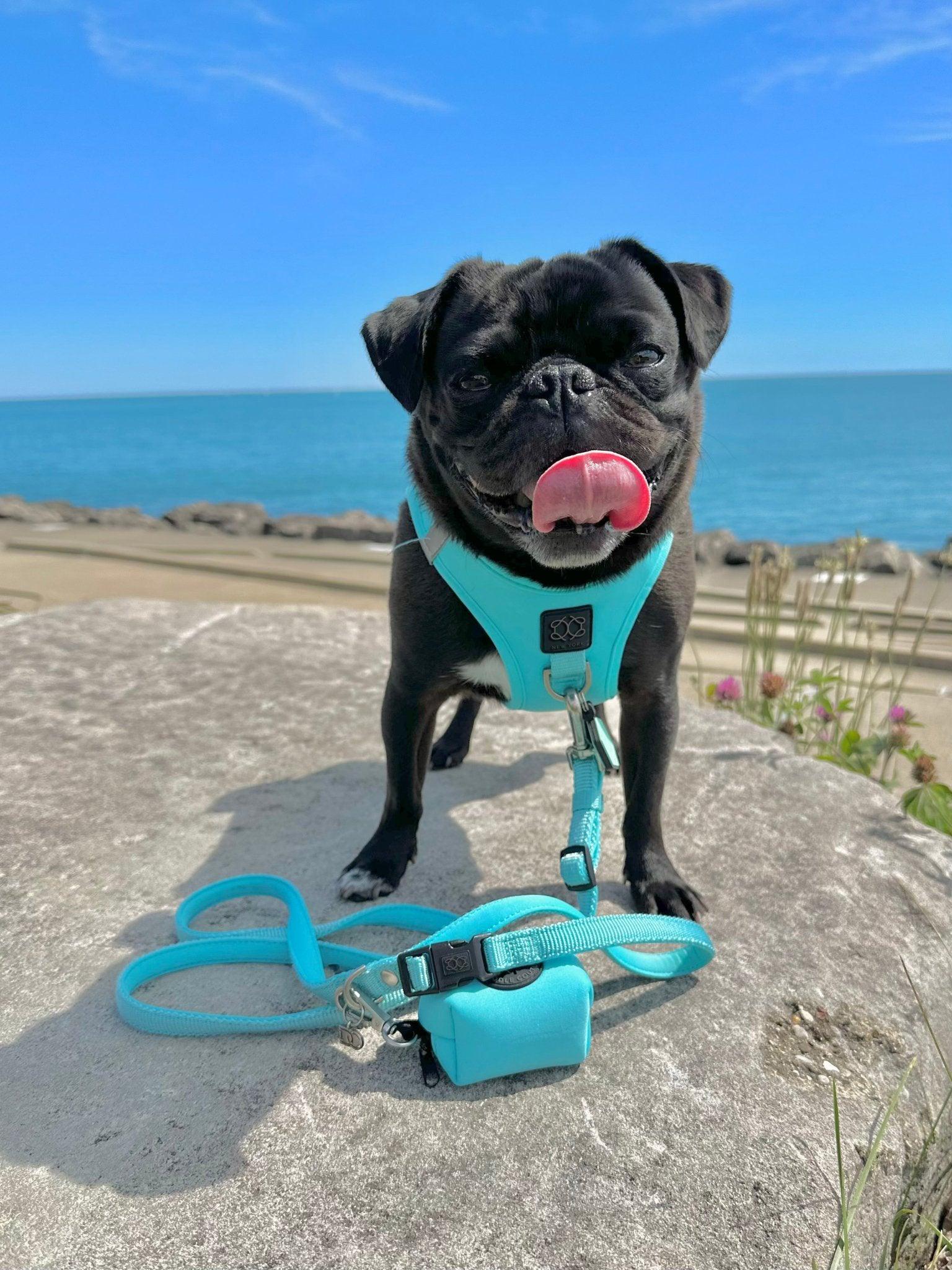 SoHo Dog Harness - Fifth Ave Blue