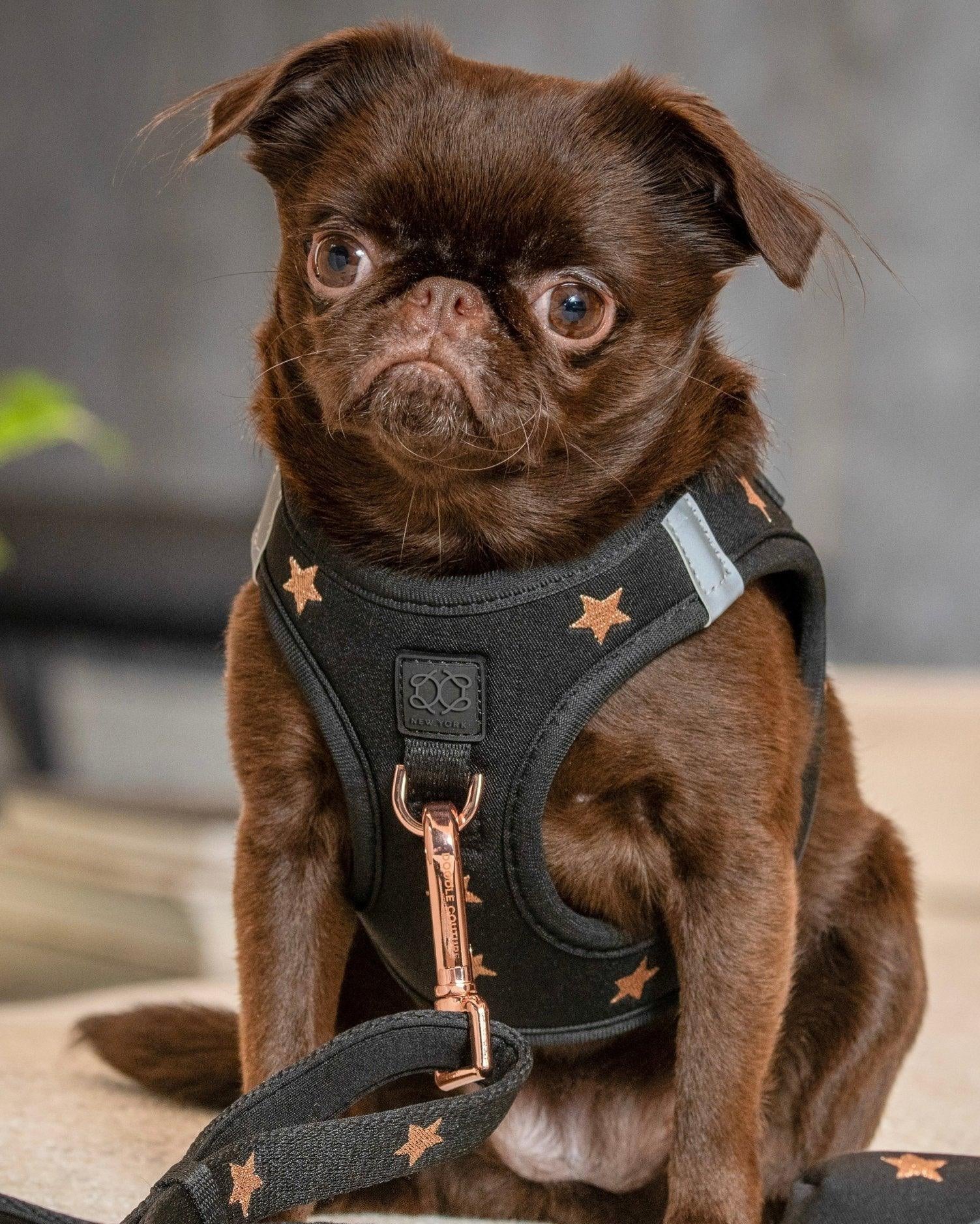 SoHo Dog Harness - Rockstar