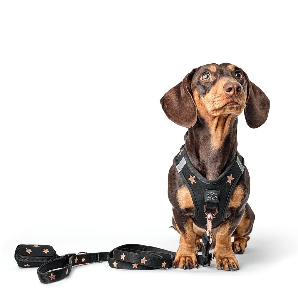 DOGISTRY SoHo Dog Harness - Rockstar