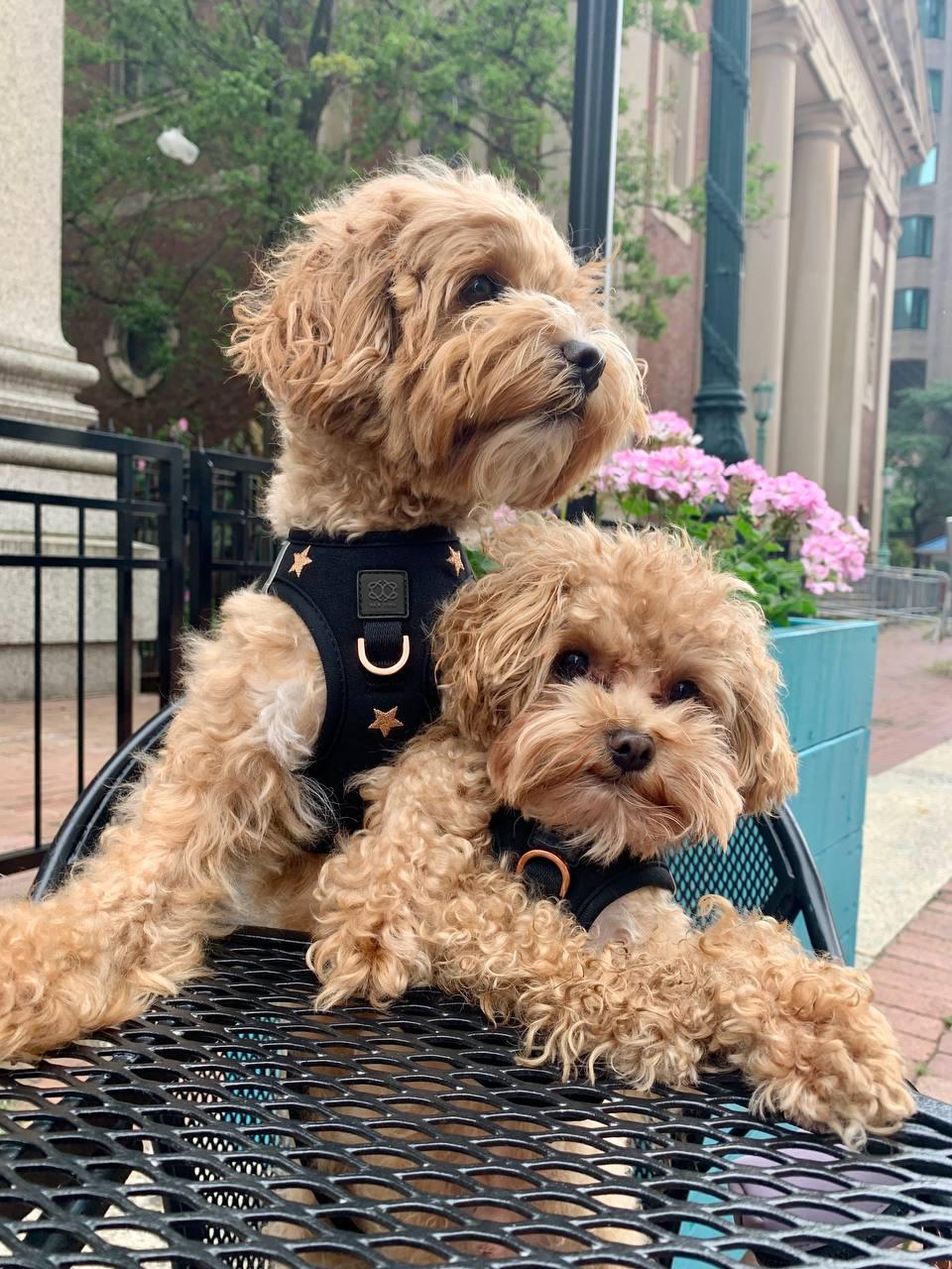 SoHo Dog Harness - Rockstar