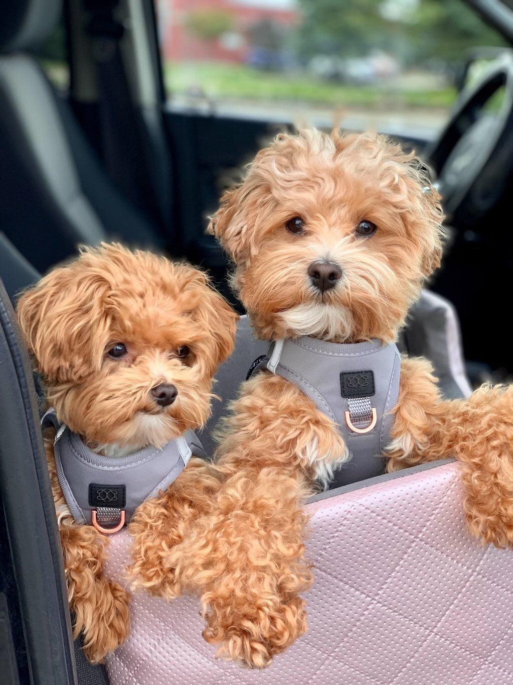 SoHo Dog Harness - Steel