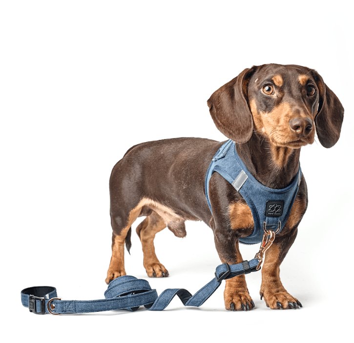 DOGISTRY SoHo Dog Harness - Denim