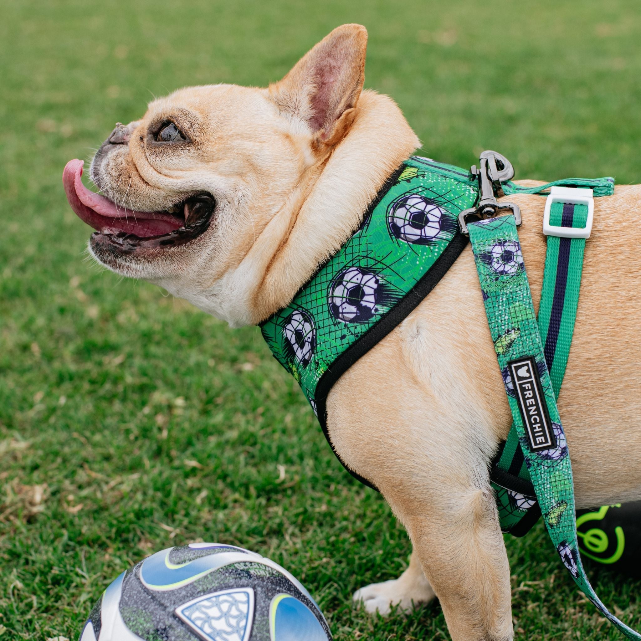 Frenchie Duo Reversible Harness - Soccer