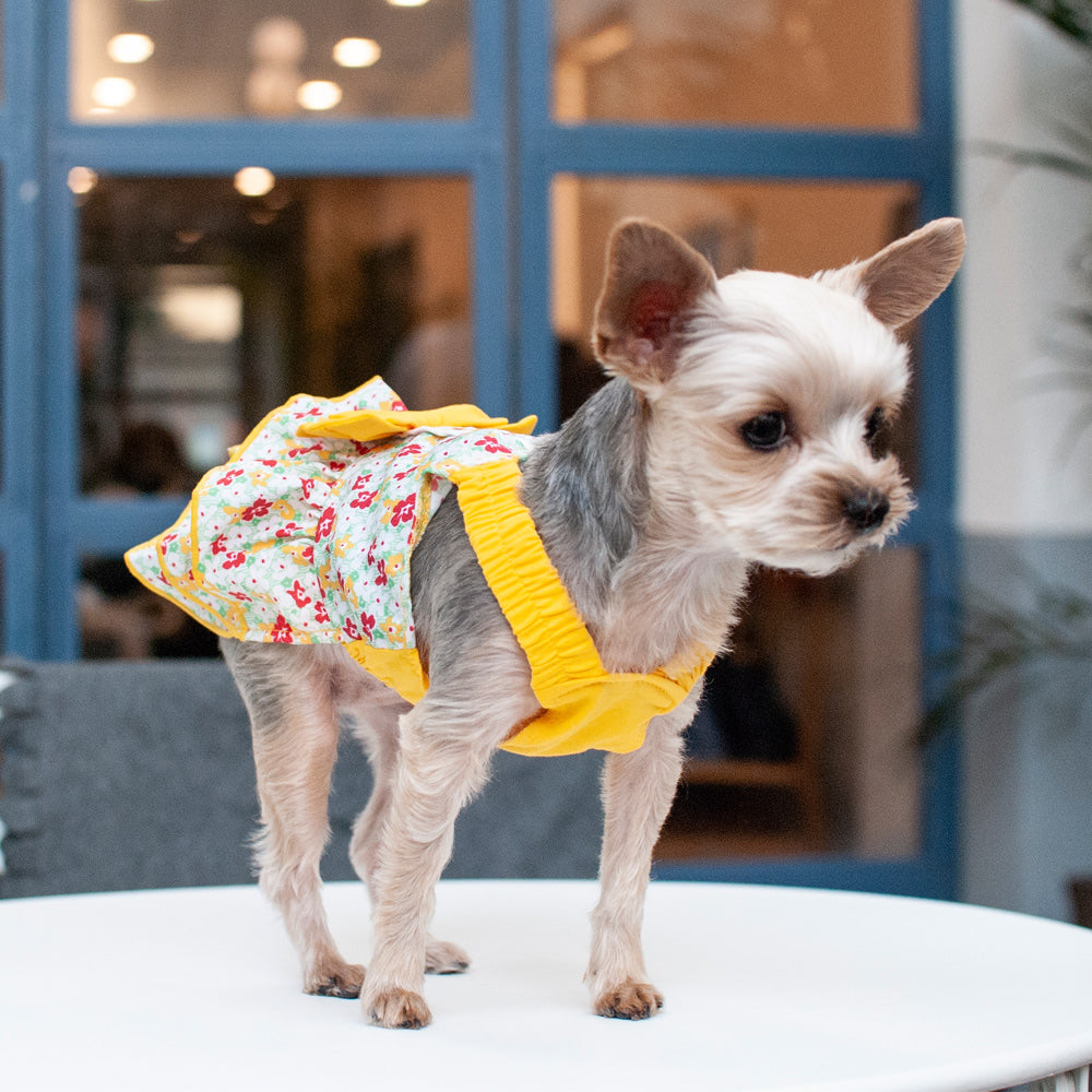 DOGO Southern Belle Dog Dress