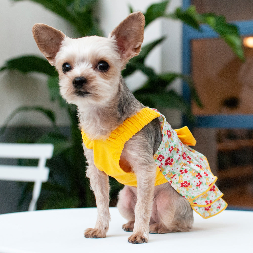 DOGO Southern Belle Dog Dress