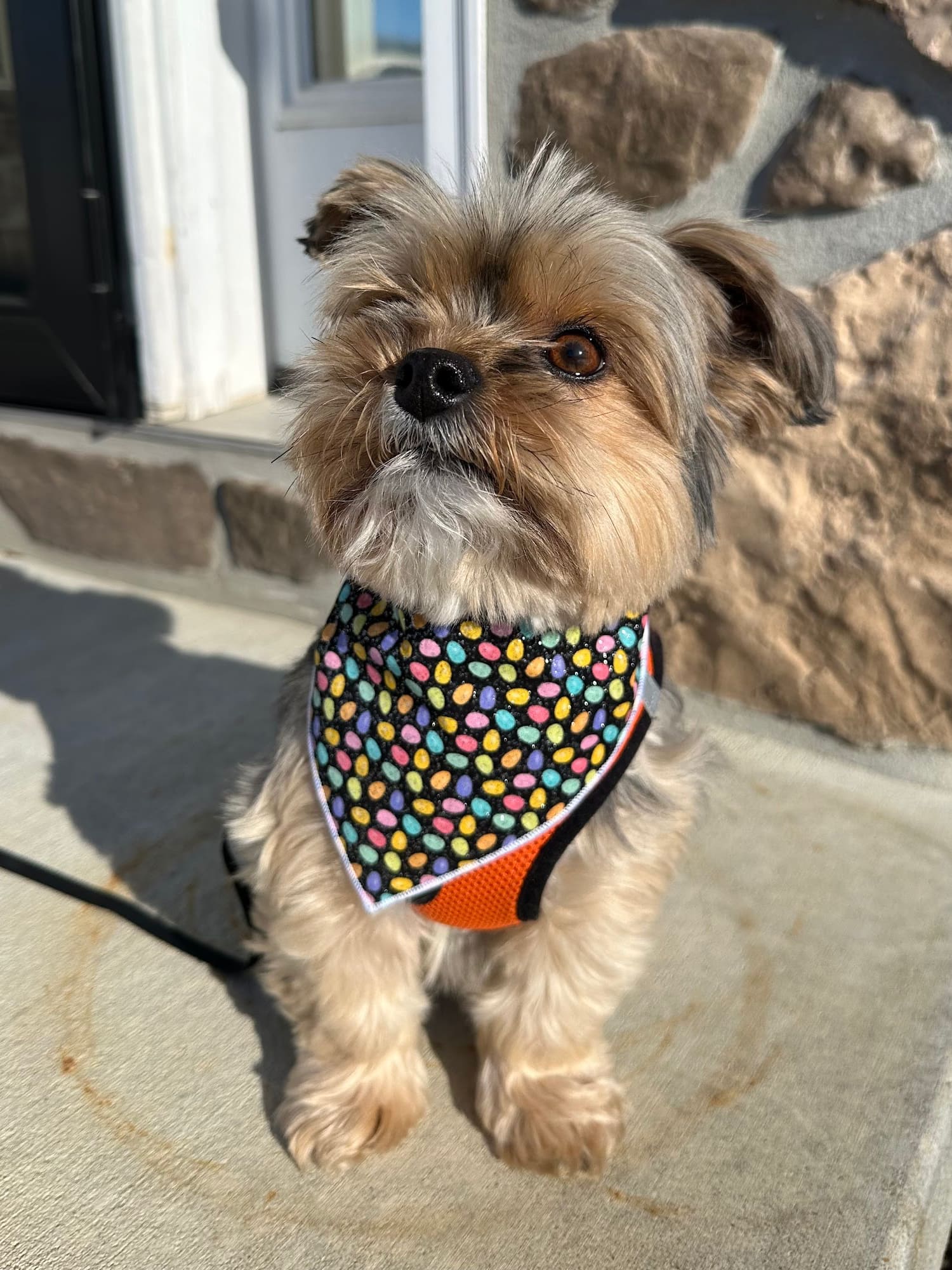 Sparkle Eggs Bandana