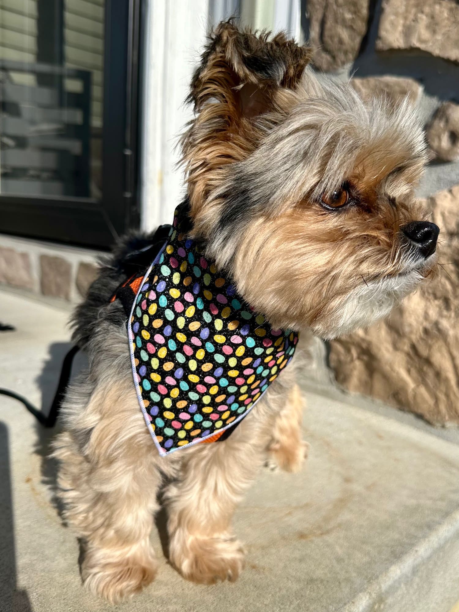 Sparkle Eggs Bandana