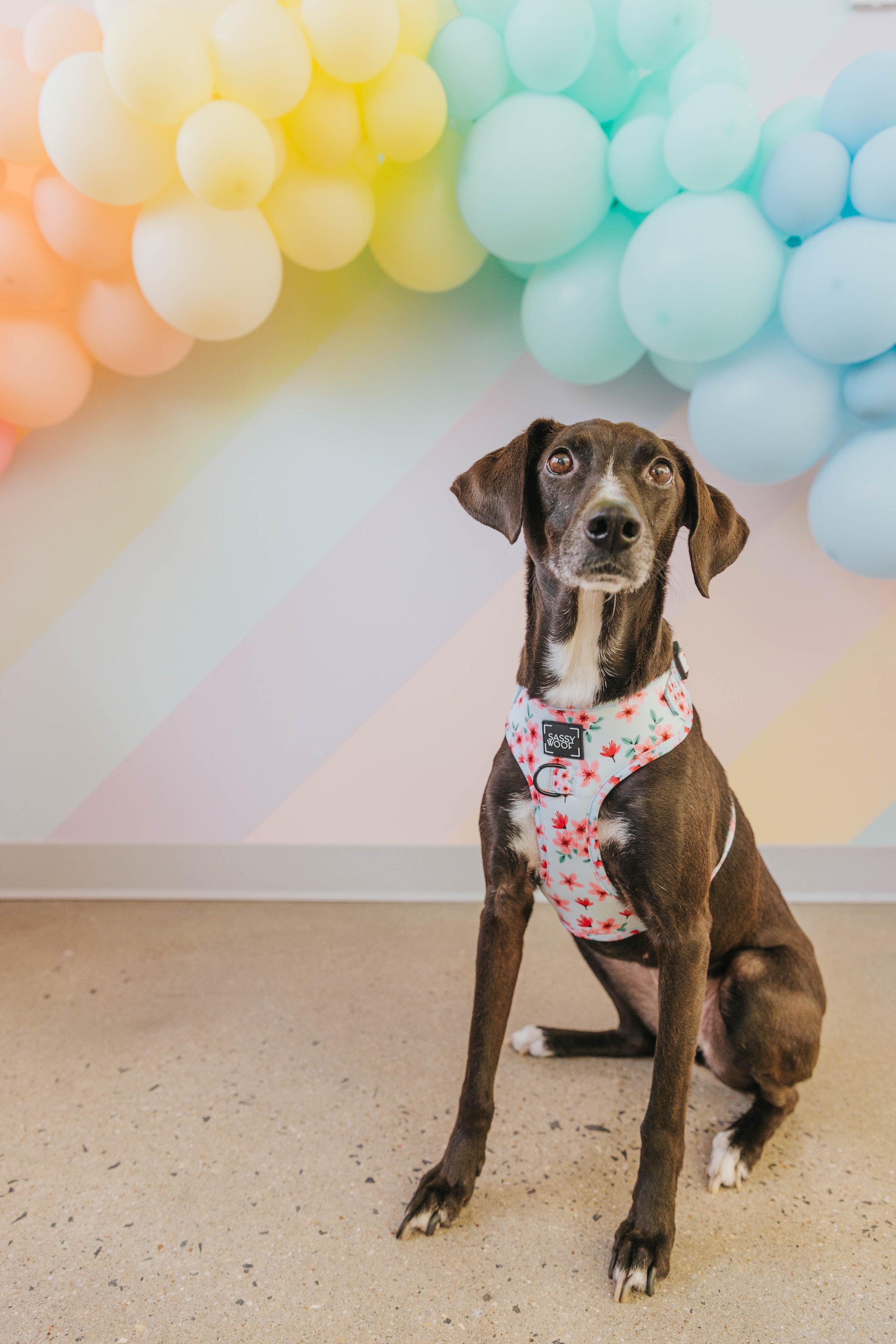 Dog Adjustable Harness - Sakura
