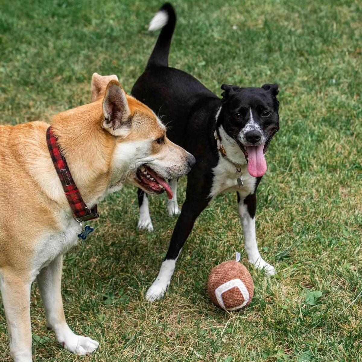 Glow Pups: Football Squeaky Plush Dog Toy