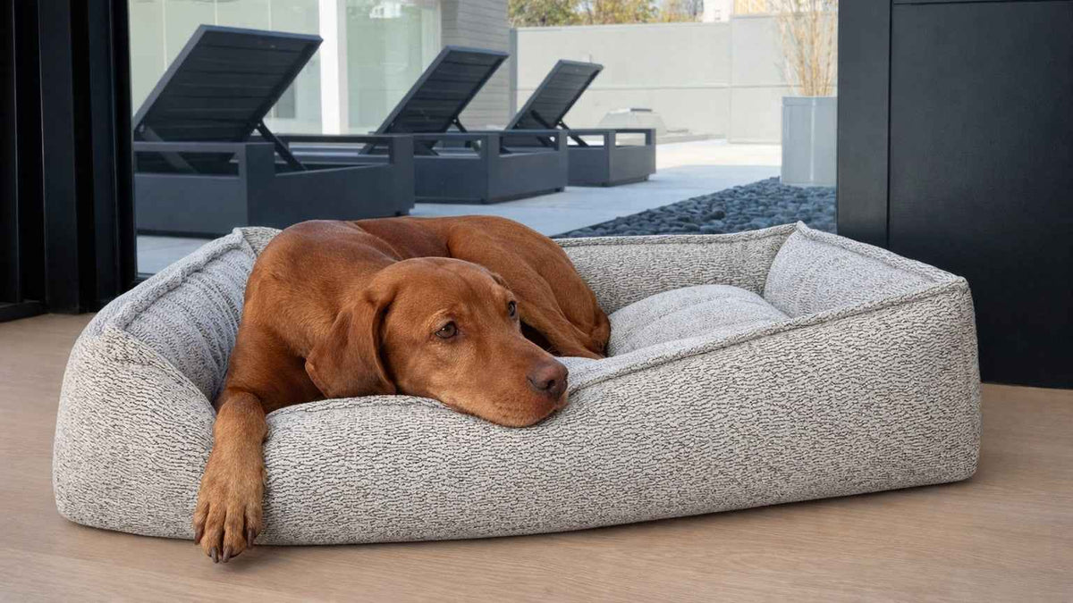 Bowsers Sterling Lounge Orthopedic Dog Bed - Spacious Everyday Lounge Comfort