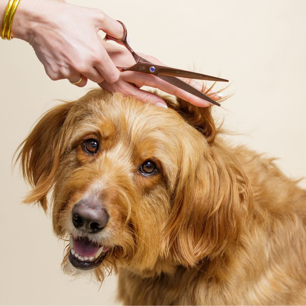Dog Grooming Scissors