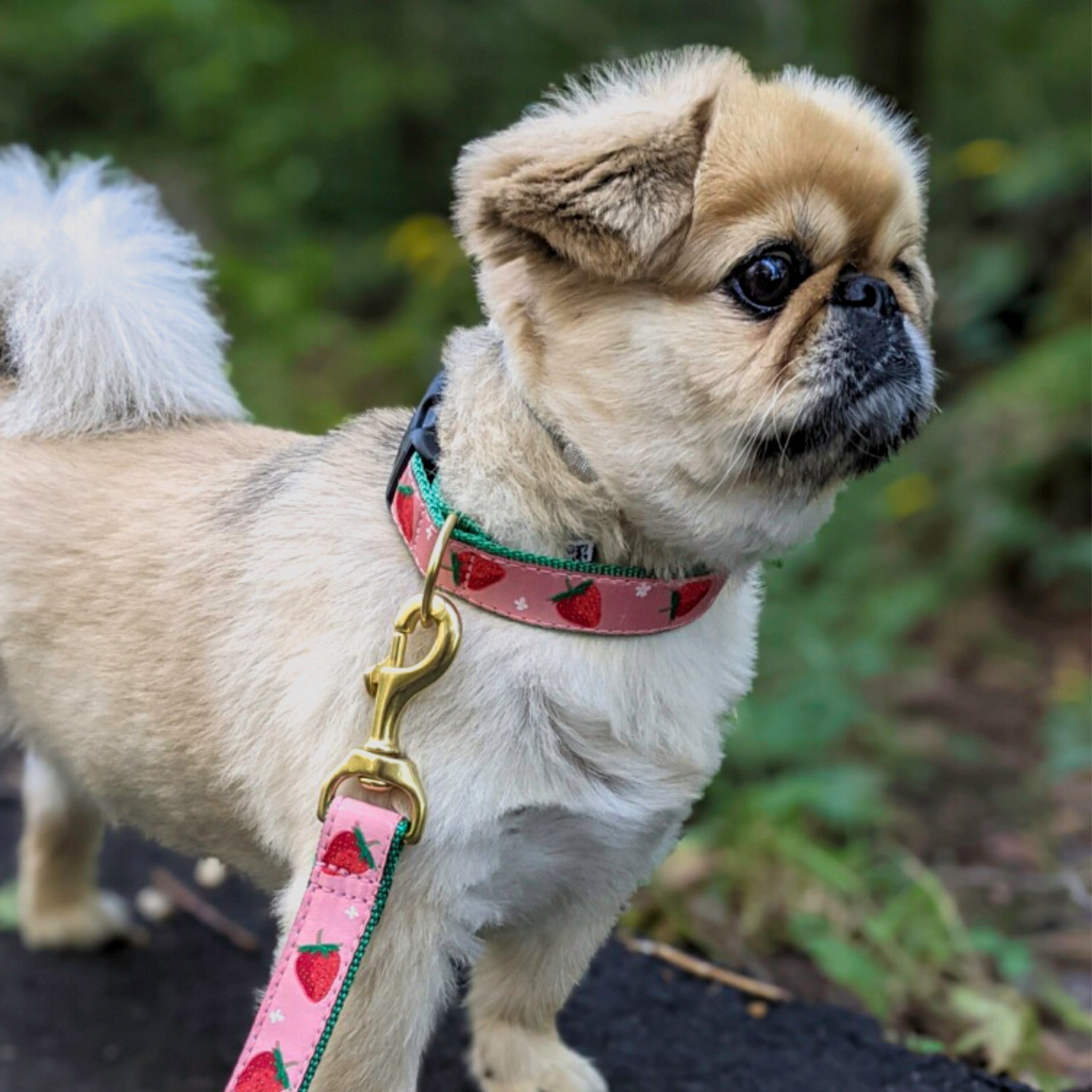 Strawberry Fields Dog Collar