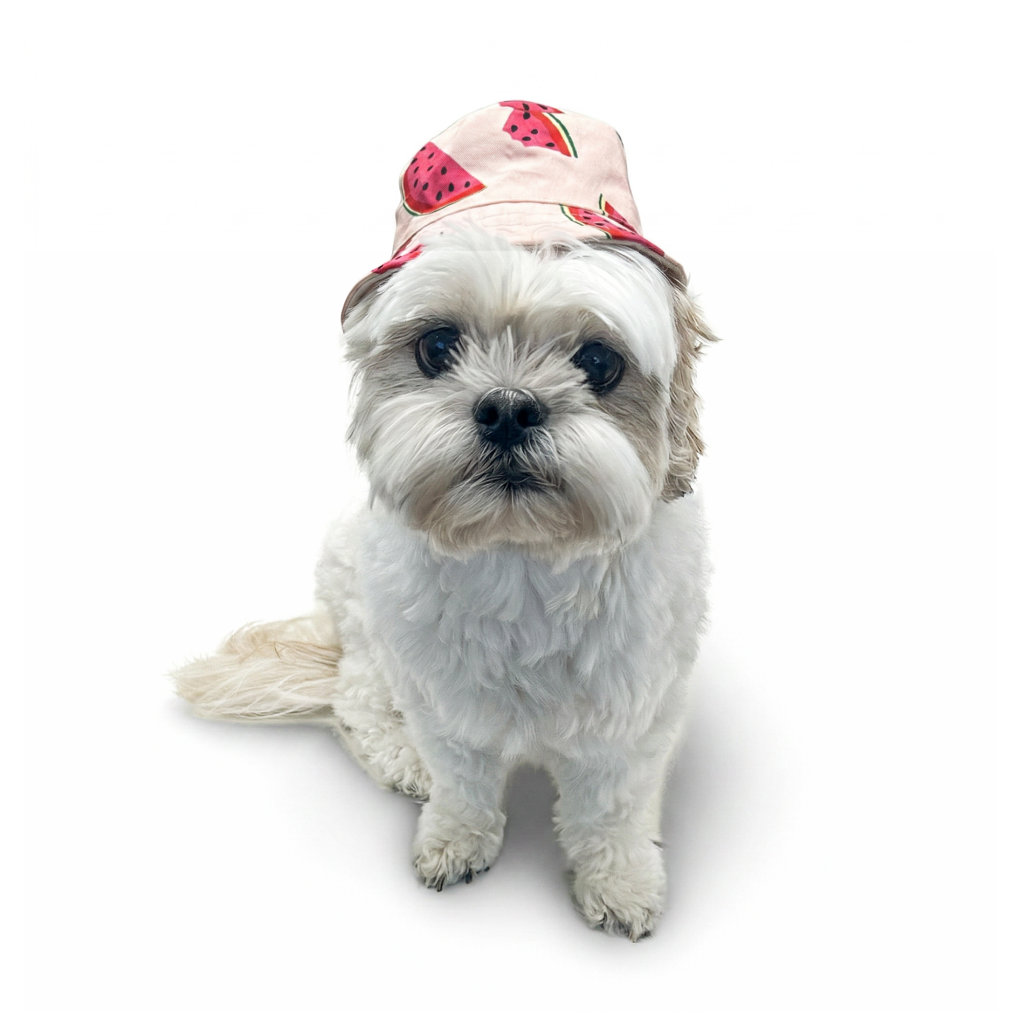 DOGO Watermelon Dog Bucket Hat