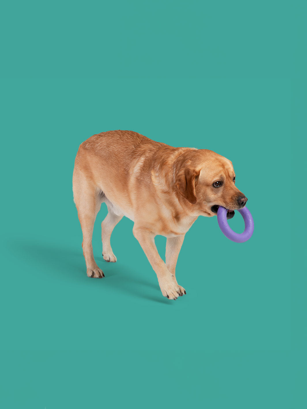 Super Loop MAX Interactive Dog Toy