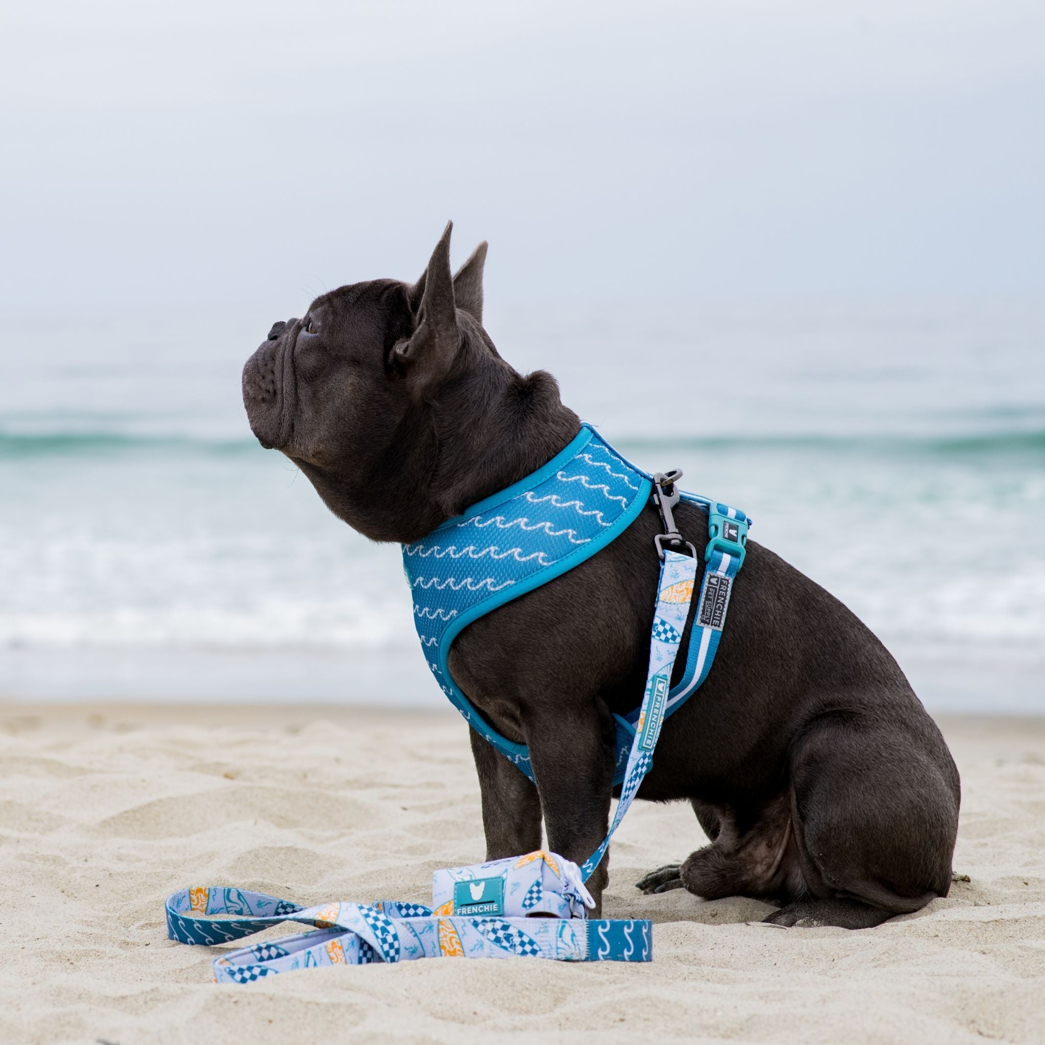 Frenchie Comfort Leash - Surfboard