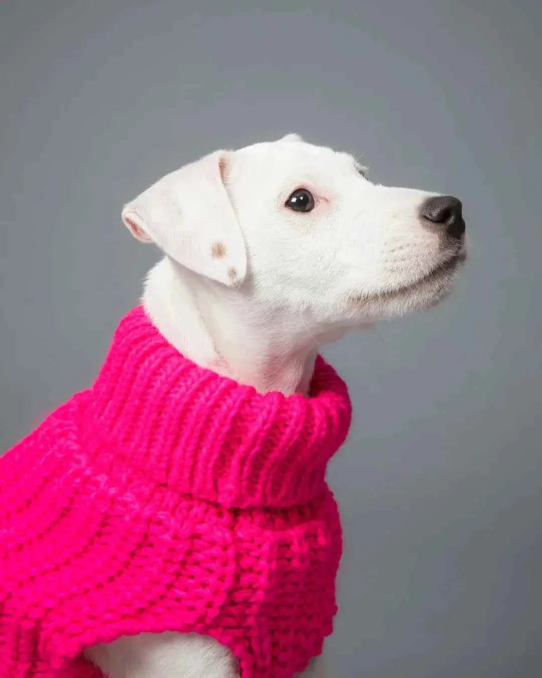 Sweaters: Collection of Sweaters for pets-Knit Sweater in Hot Pink