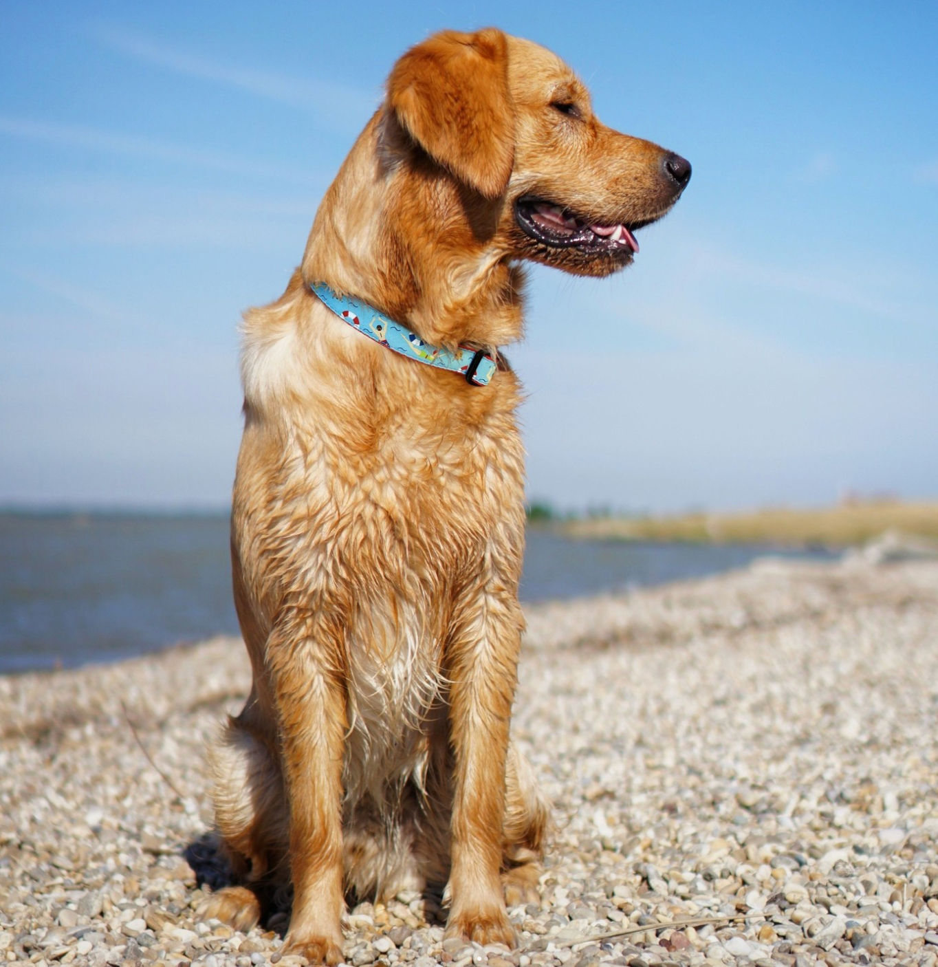 Swim Time Wide Dog Collar