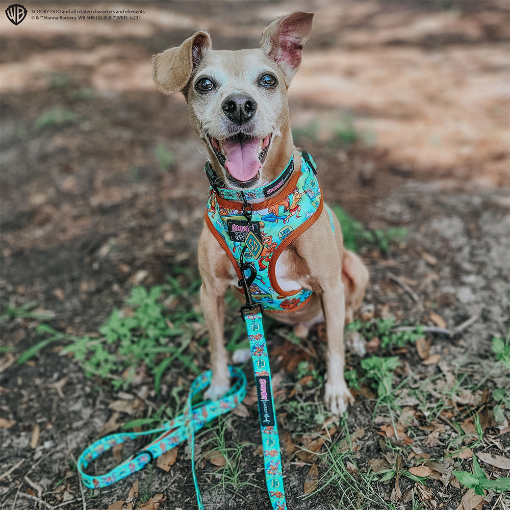 Dog Collar - Scooby-Doo™
