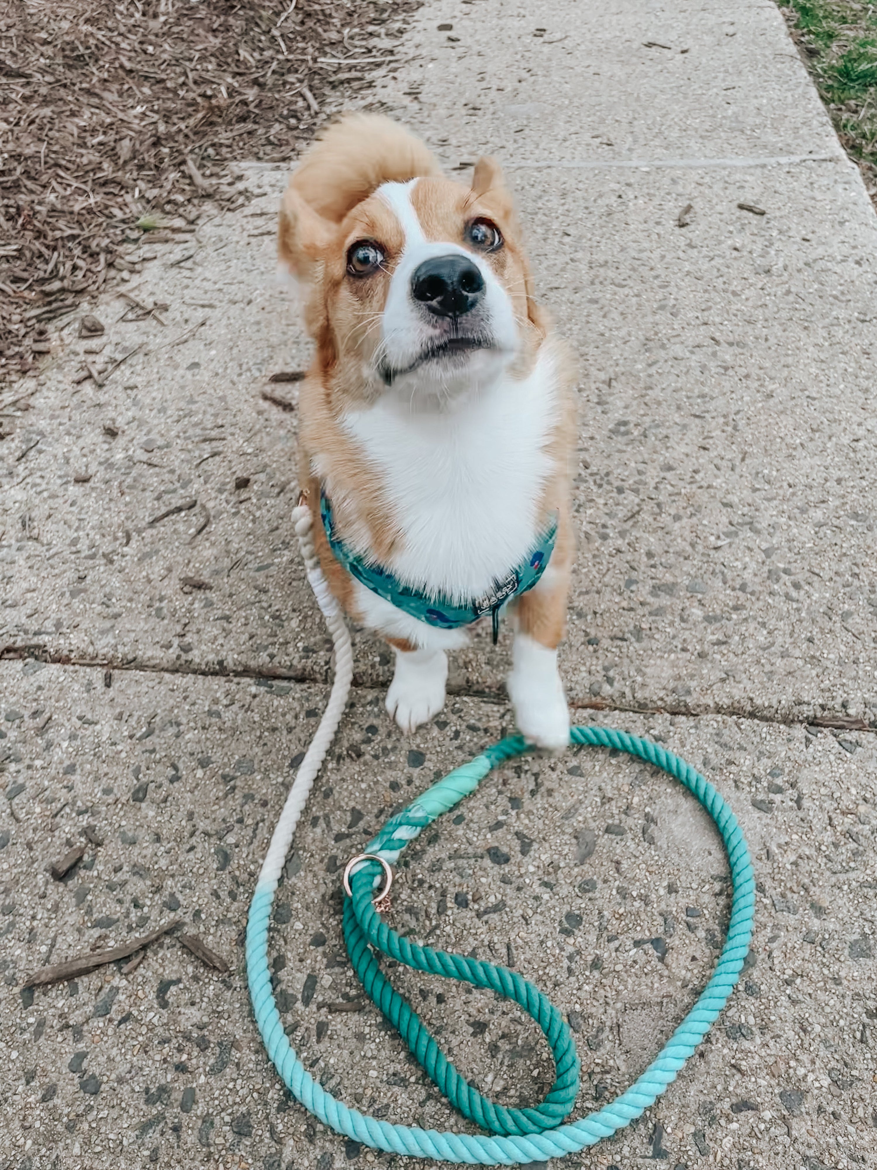 Dog Rope Leash - Dandy
