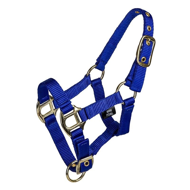 Gatsby 2-ply Nylon Mini Halter - Royal - Mini Foal