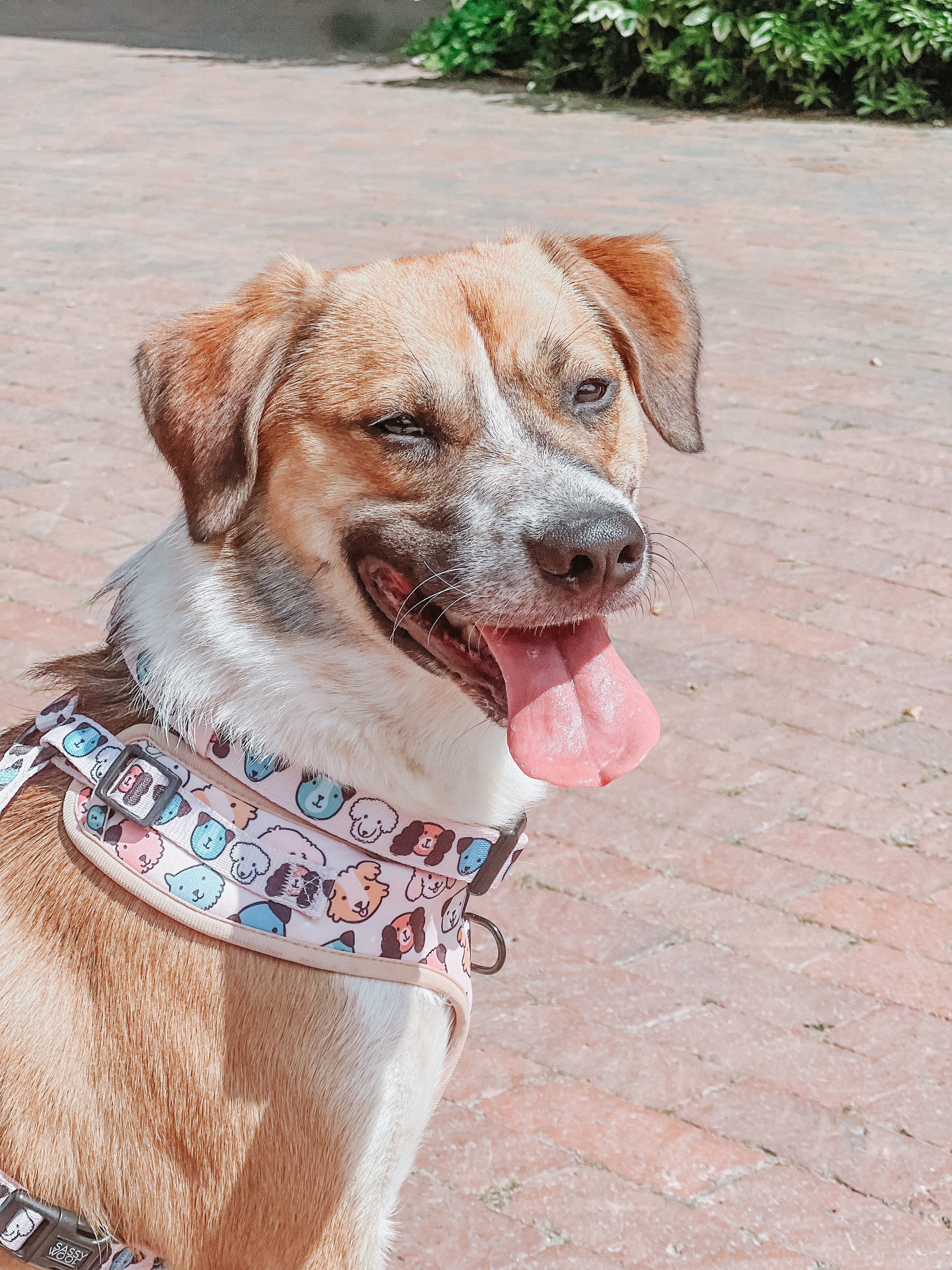 Dog Adjustable Harness - Mixed With Love